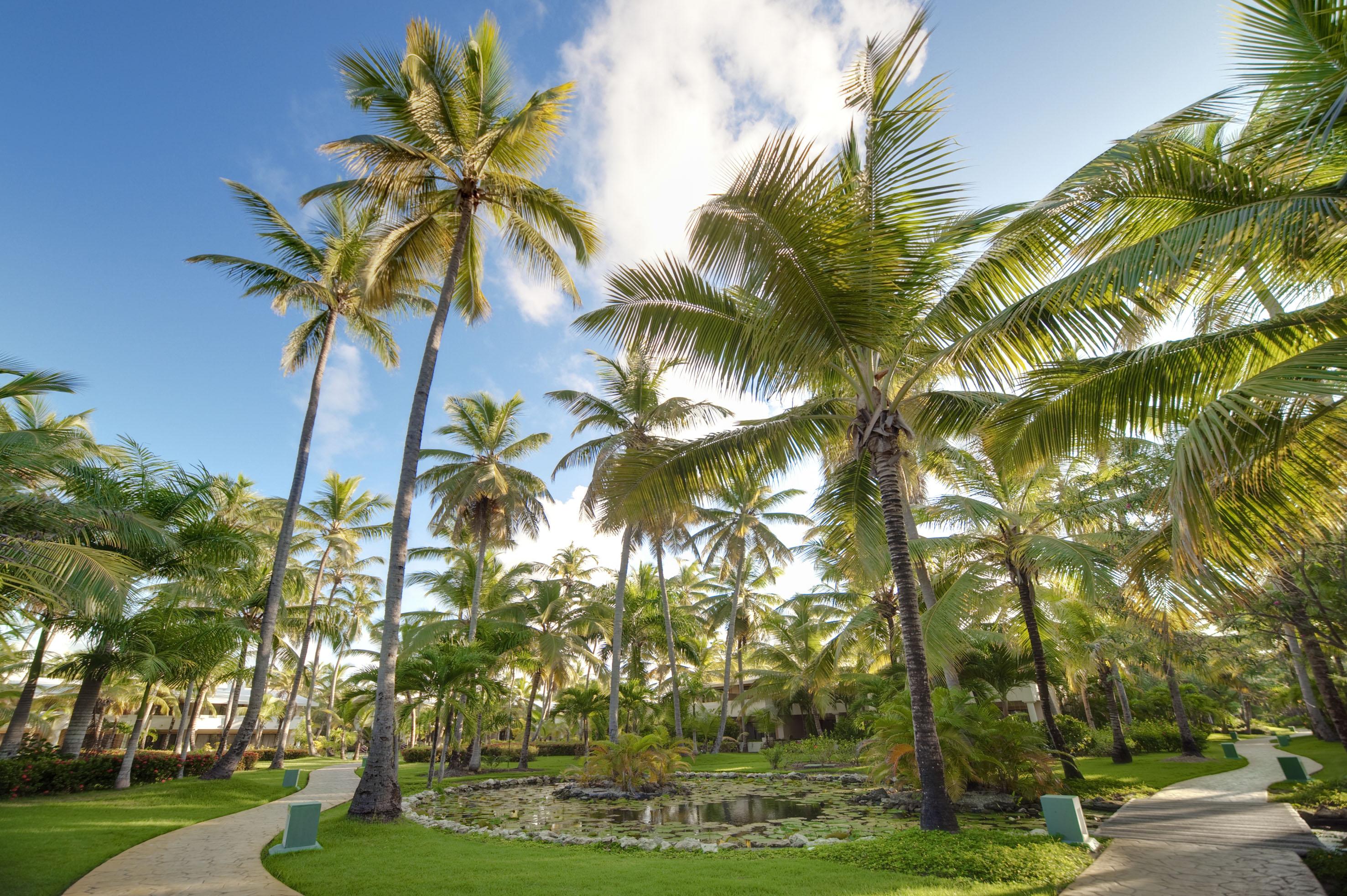 Melia Caribe Beach Resort Punta Cana Exterior foto Coconut palms at the Lyon Arboretum